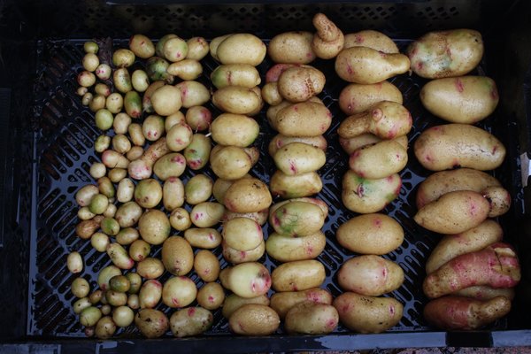 Pomme de terre, culture de la pomme de terre, planter des pommes de terre en pot, r&eacute;colte de la pomme de terre