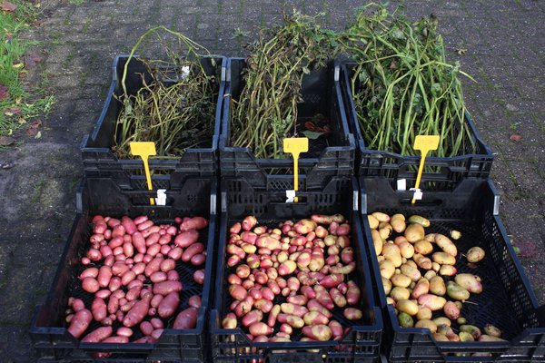 Pomme de terre, culture de la pomme de terre, planter des pommes de terre en pot, taille du feuillage de la pomme de terre, r&eacute;colte de la pomme de terre