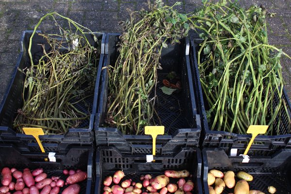 Pomme de terre, culture de la pomme de terre, planter pommes de terre en pot, taille du feuillage de la pomme de terre, r&eacute;colte de la pomme de terre