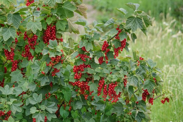 Groseille rouge, Ribes rubrum dans le jardin, rendement &eacute;lev&eacute;