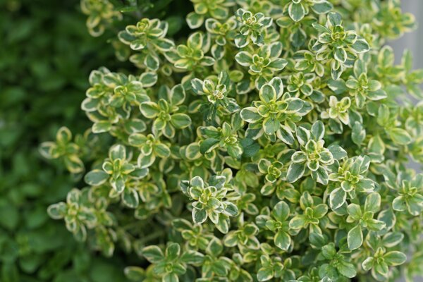 Thymus citriodorus 'Summerdreams Lemon Gold', thym, pot de 1,3 L