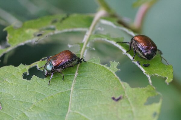 Hanneton des jardins, Phylloperta horticola, d&eacute;g&acirc;ts caus&eacute;s par ces col&eacute;opt&egrave;res sur un saule