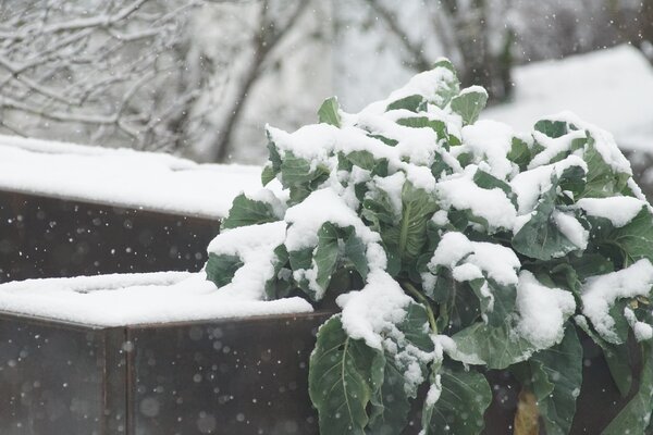 L&eacute;gumes d'hiver, choux, enneig&eacute;s, en hiver, l&eacute;gumes