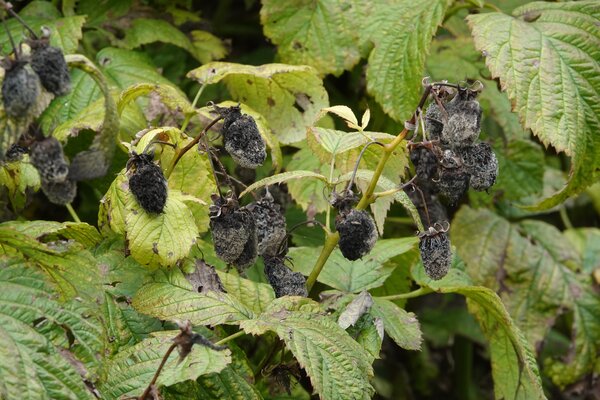 Tailler les framboisiers remontants, Rubus idaeus, Pourriture grise, Botrytis cinerea