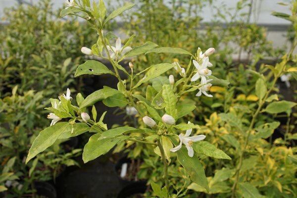Ichang Papeda, Citrus ichangensis, agrumes, fleurs d'agrumes