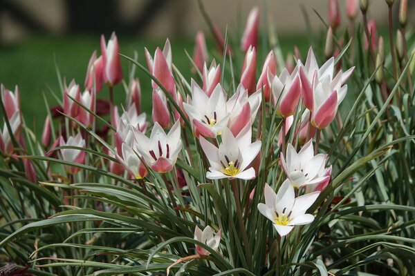 Tulipe sauvage, Tulipa clusiana Lady Jane