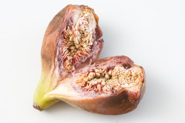 Figuier, Ficus carica, figuier m&acirc;le