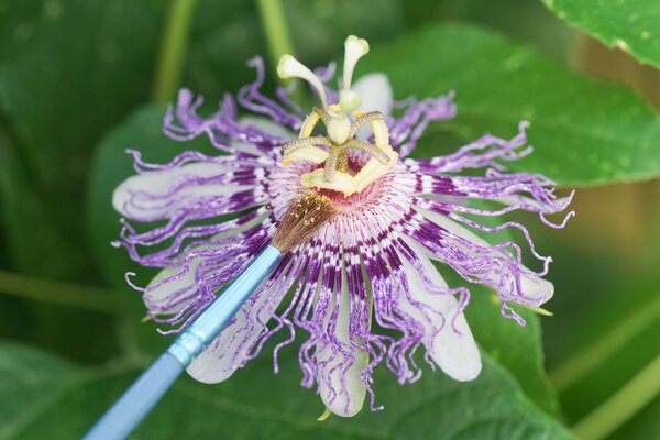 Passiflora incarnata, fruit de la passion rustique, pollinisation manuelle, pollinisation au pinceau