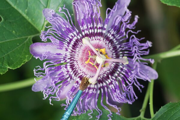 Passiflora incarnata, fruit de la passion rustique, pollinisation manuelle
