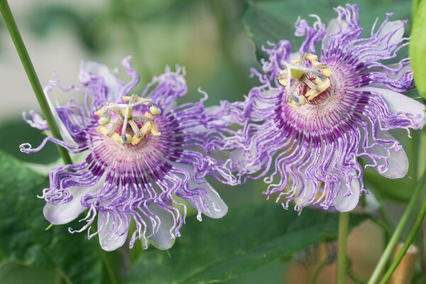 Passiflora incarnata, fruits de la passion rustiques, Cooltropics Eia Popeia