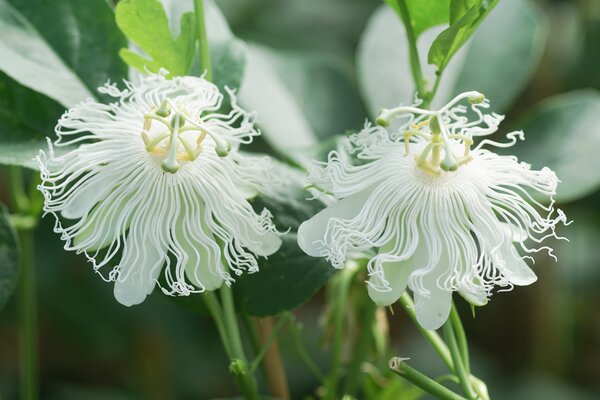 Passiflora incarnata, fruits de la passion rustiques, Cooltropics Snowstar