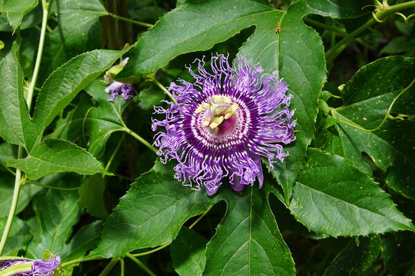 Passiflora incarnata, fruits de la passion rustiques, Cooltropics