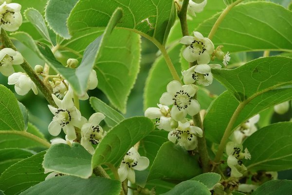 Fleurs de la vari&eacute;t&eacute; autofertile de mini kiwi Super Issai, mini kiwi, kiwa&iuml;s, Actinidia arguta