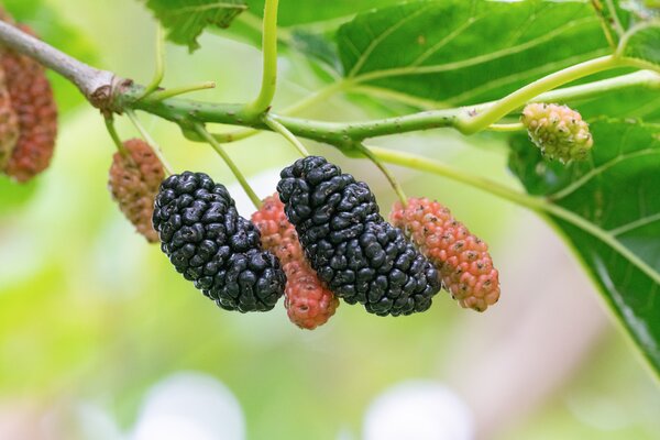 Morus alba, Galicia, M&ucirc;rier