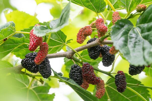 tailler un m&ucirc;rier, Morus alba, Galice
