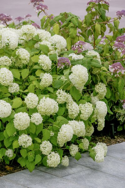 Hydrangea arborescens 'Annabelle', Hortensie Annabelle