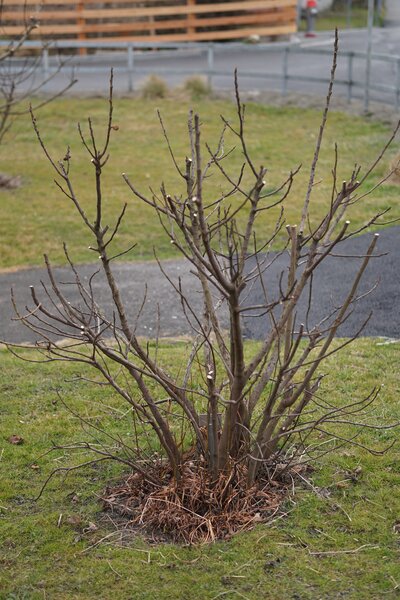 Figuier, Ficus carica, tailler un figuier