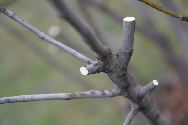 Figuier, Ficus carica, Tailler un figuier en hiver