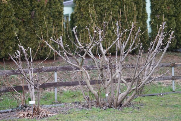 Figuier, Ficus carica, Tailler un figuier en hiver