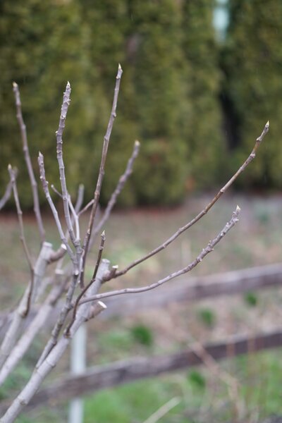 Figuier, Ficus carica, Tailler un figuier en hiver