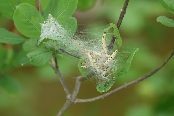 Cerises sauvages, teigne, Yponomeuta evonymella, chenilles, petit nid