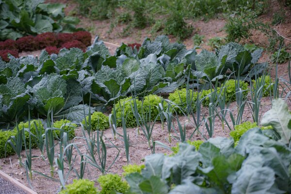 Fertilit&eacute; du sol, L&eacute;gumes, cultures mixtes et diversifi&eacute;es, permaculture, Fertilit&eacute; des sols