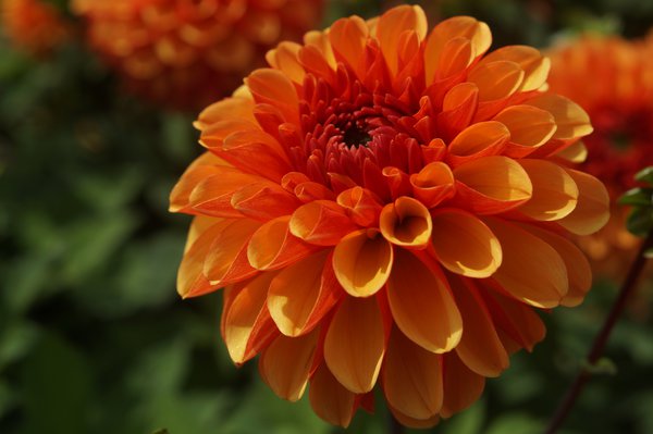dahlias &agrave; floraison pr&eacute;coce