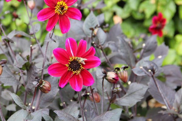 Dahlia 'Bishop of Canterbury'&reg; (lot de 2), Les dahlias &agrave; feuillage fonc&eacute;