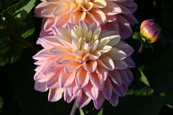 dahlias &agrave; floraison pr&eacute;coce
