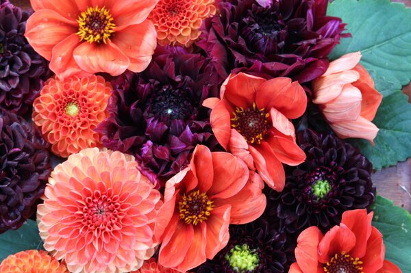 Bouquet de dahlias, vari&eacute;t&eacute;s de dahlias Cornel Brons, Bishop of Oxford, Sebastian, Arabian Night, Dahlia