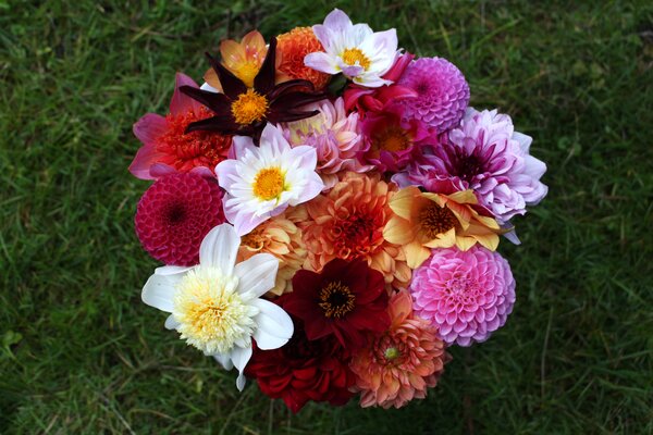 Dahlias &agrave; floraison pr&eacute;coce, bouquet de fleurs, dahlia