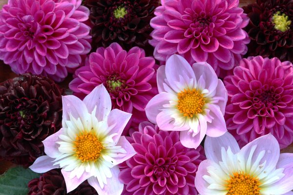 Bouquet de dahlias, Dahlia, Fleurs coup&eacute;es