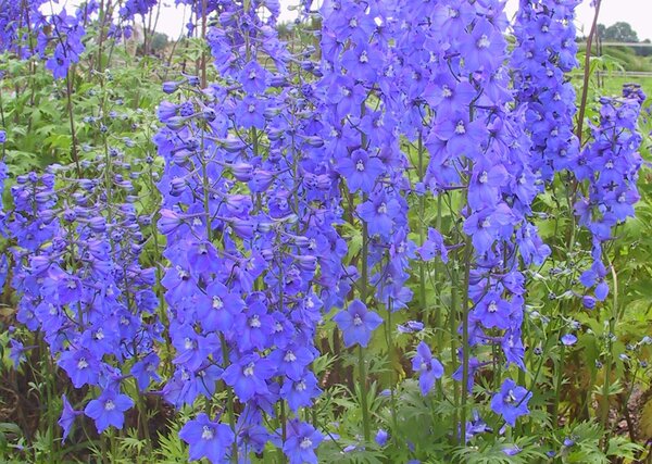 Delphinium x belladonna 'Piccolo', Delphinium &eacute;lev&eacute;e (Delphinium elatum), plantes vivaces toxiques, plantes toxiques