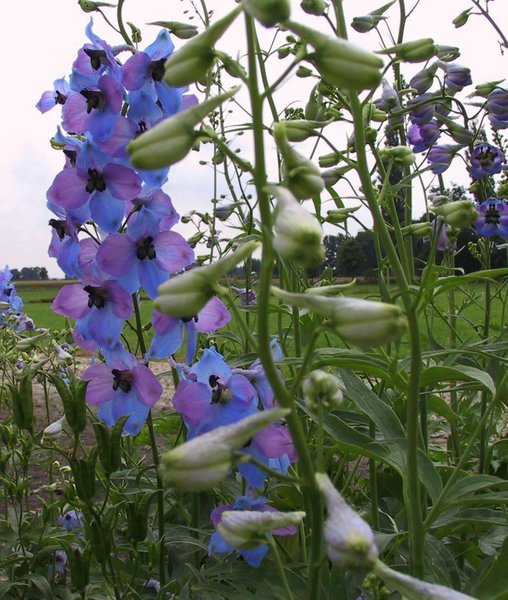 Delphinium x elatum 'Ouvert�re'
