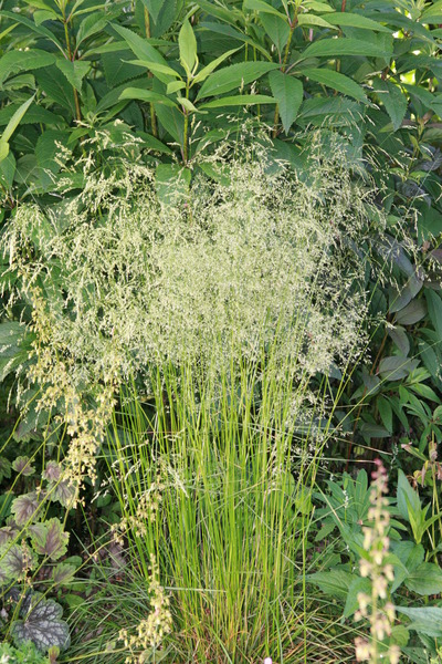 Deschampsia cespitosa