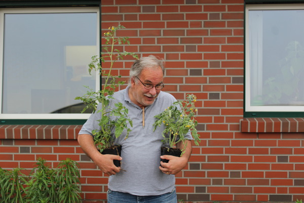 tomates qui ne fleurissent pas