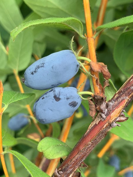 Baies de Mai, Erstbeere Lonicera caerulea Cam&eacute;risier Lubera