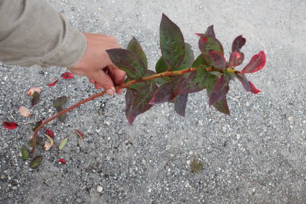 Multiplier un myrtillier Lubera