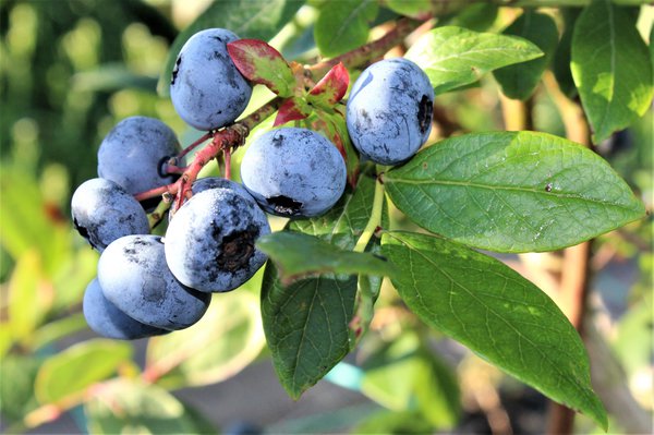 Myrtilles cultiv&eacute;es Myrtillier Blue Dessert Lubera