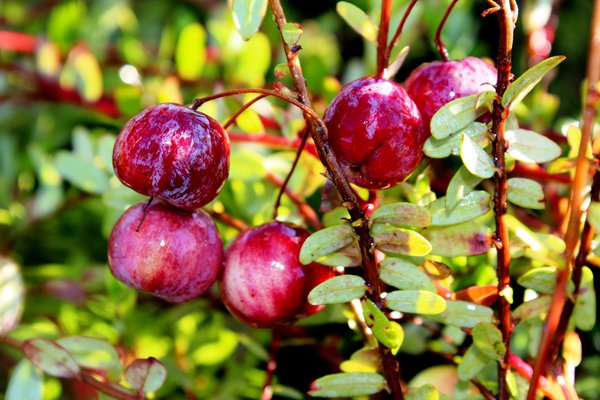 Myrtilles cultiv&eacute;es Canneberge Red Balloon Lubera