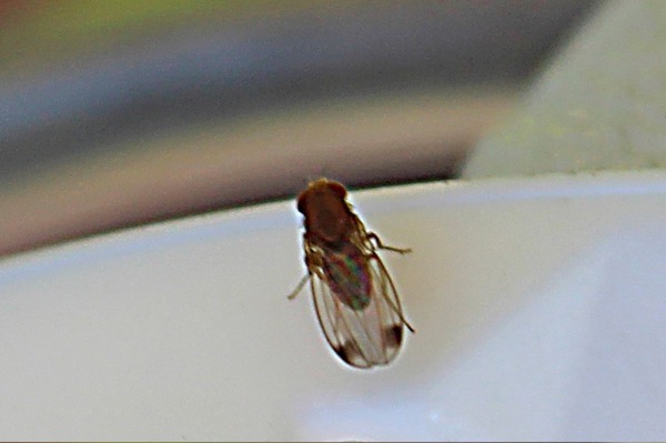 Ravageurs framboisiers Drosophila suzukii