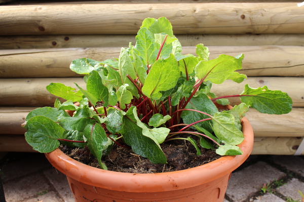 R&eacute;colter la rhubarbe Lilibarber Lubera