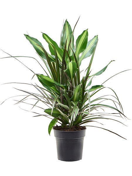 Dracaena combo, im 17cm Topf, H�he 60cm, Breite 20cm