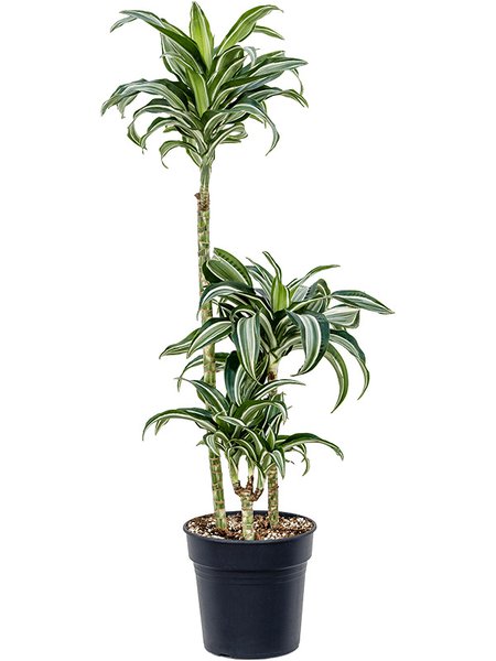 Dracaena fragans 'Jade Jewel', 60-30-15, im 21cm Topf, H�he 110cm, Breite 40cm