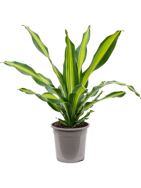 Dracaena fragrans 'Burley', Kopf, im 24cm Topf, H�he 80cm, Breite 50cm