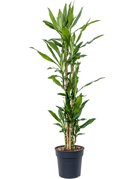 Dracaena fragrans 'Burundii', 90-Carrousel, im 24cm Topf, H�he 140cm, Breite 40cm
