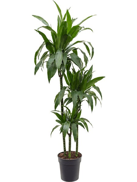Dracaena fragrans 'Janet Craig', 90-60-30, im 24cm Topf, H�he 140cm, Breite 40cm