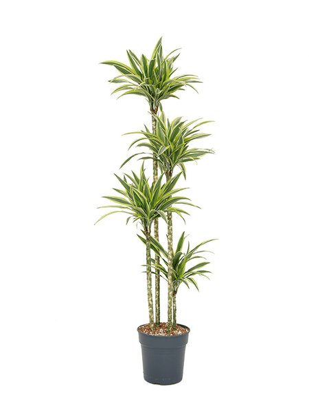 Dracaena fragrans 'Lemon Lime', 120-90-60-30, im 27cm Topf, H�he 160cm, Breite 60cm