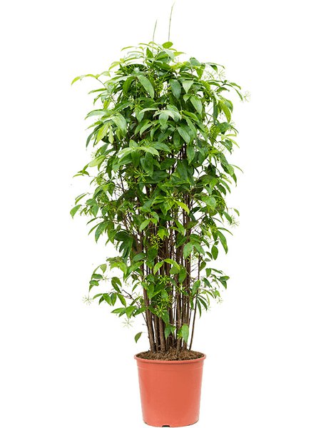 Dracaena surculosa (140-190), Tuff (140-190), im 30cm Topf, H�he 170cm, Breite 60cm