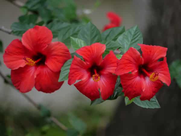 Hibiscus rosa-sinensis, hibiscus non rustique &agrave; hiverner
